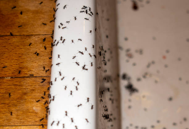 Best Best Pest Control Companies  in Union, OR
